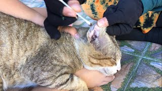 Cats Ear Wax Removal  Stray Cat Grooming [upl. by Lecia138]