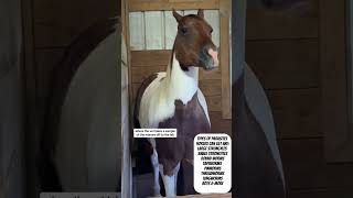 Can horses get worms Watch this video to learn about parasites horses get and how to deworm horses [upl. by Nwahser]