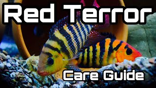 Red Terror Cichlid Care  Male vs Female [upl. by Keppel]