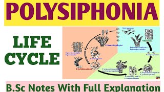 POLYSIPHONIA  LIFE CYCLE Of POLYSIPHONIA  Tetrasporophyte GametophyteCarposporophyte  ZBC [upl. by Yancey]