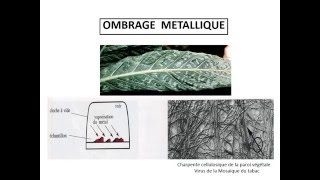 CYTOLOGIE LES METHODES D’ETUDE DE LA CELLULE [upl. by Landmeier]