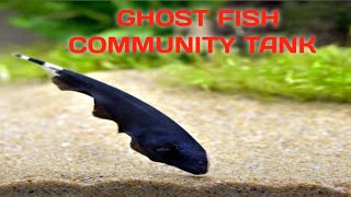 GHOST FISH Ghost fish in my community tankfishaquarium ghostfish angelfish angelfishtank [upl. by Roselia]