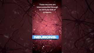 What Are Neurons and How Do They Work neurons nervoussystem brain [upl. by Gersham216]