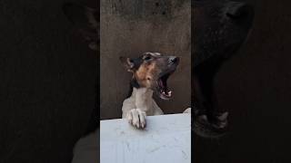 Puppy dog crying cryingdog puppy puppies dog crying cry saddog kutta [upl. by Yensehc309]