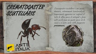 I Segreti delle Formiche Crematogaster scutellaris EP6 [upl. by Hillman]