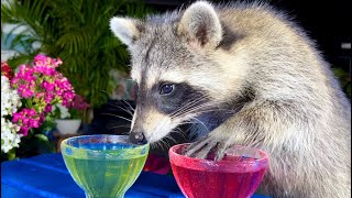 Wild Raccoon Taste Test of Red and Green JellO [upl. by Pontus839]