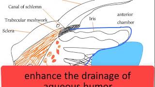 Drugs used in glaucoma Pilocarpine Latanoprost Timolol Apraclonidine mechanism of action [upl. by Aimehs]