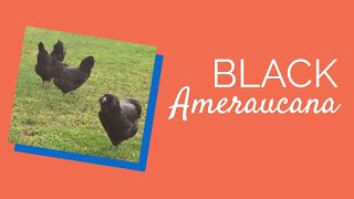 Ameraucana Chicks  Chickens for Backyards [upl. by Wrdna]