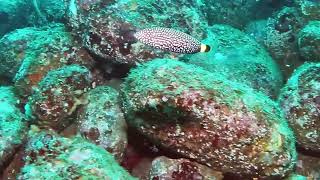 【映像記録】クロフチススキベラと泳ぐ Swim with Whitespotted wrasse [upl. by Donnamarie695]