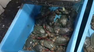 KETAM NIPAH SEGAR HARGA MARHAEN [upl. by Elset]