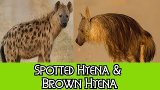 Spotted Hyena amp Brown Hyena  The Differences [upl. by Ecirrehs466]