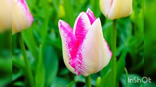 Skagit valley tulip festivalApril 2024 [upl. by Ervin374]