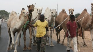 Cheikh Béthio Thioune en route vers le Magal J3  Arrivée des Boeufs et Chameaux à Touba [upl. by Noseimaj180]