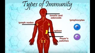 Types of immunity [upl. by Omari]