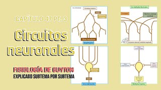 CAP 47 33 Circuitos neuronales l Fisiología de Guyton [upl. by Macknair125]