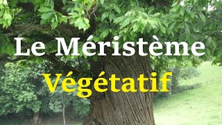 Le Méristème Végétatif [upl. by Biernat3]