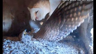 Kestrel attacks Barn Owl Catalonian Barn Owls 01 April 2022 [upl. by Lauder952]