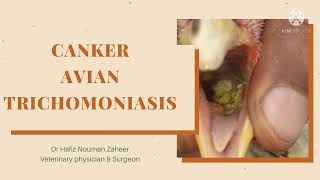 CankerAvian trichomoniasis in Aseel birdsTreatment amp prevention by Dr Hafiz Nouman zaheer [upl. by Batty]