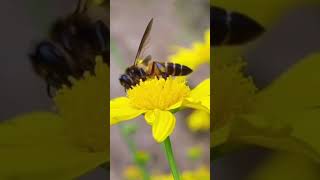 BENEFICIAL INSECTS  FALL GARDEN [upl. by Anirtal]