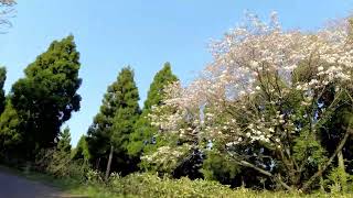 高地谷林道の桜（石川県かほく市）八分咲き 20220420 [upl. by Morra]