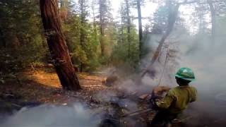 Falling wildland fire hazard trees wildlandfirefighter treefelling chainsaws [upl. by Kciderf]