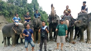 pengalaman pertama jarah ke hutan alam gunung loser gajah sangat jinak alam indah [upl. by Uyr422]