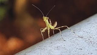 【赤ちゃんカマキリ】ちょこちょこ歩く姿が可愛い【little mantis】 [upl. by Adidnac208]