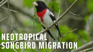 Neotropical Songbird Migration [upl. by Meghann]