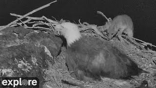 Fox Attacks Bald Eagle Nest [upl. by Nesahc]