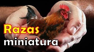 RAZAS de GALLOS y GALLINAS mas PEQUEÑITAS del mundo top bantam enanas kikiriki [upl. by Darnall748]