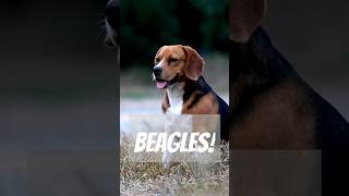 The Beagle a True Detective [upl. by Gayleen]