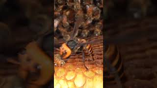 Western Honeybees Brave Defense Giant Hornet Retreats Under Pressure [upl. by Enneiviv]