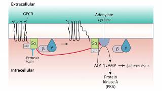 Virulence for the USMLE Step 1 [upl. by Coltun6]