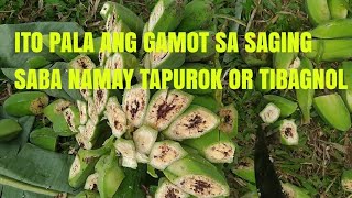 Mabisang gamot sa saging saba namay Tibagnol or Tapurok [upl. by Yrrep]