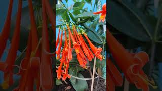 Pyrostegia venusta conhecida popularmente como flordesãojoão cipóbelaflor marquesadebela😍 [upl. by Yssej]