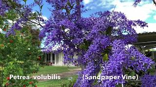 Petrea volubilis Flowers Spin to the Ground [upl. by Nialb]