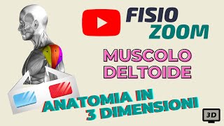 ANATOMIA 3D Il muscolo deltoide [upl. by Garrick]