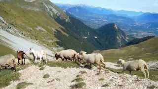 Moutons en alpage au Col de Seysse 1744m [upl. by Lapotin]