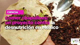 Comer chapulines un proyecto contra la desnutrición en México [upl. by Notse131]