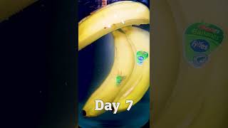 BANANA IN WATER FOR 238 DAYS [upl. by Agnese360]