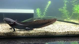 Axolotl mating dance male and female black mels [upl. by Oijres]