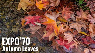 万博記念公園の紅葉 2024 Osaka Walk  Autumn Leaves at Expo Commemoration Park 4K HDR Japan [upl. by Leerzej]