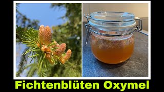 Fichtenblüten Oxymel  Fichte Rezept mit Blüten und Pollen  Selbstversorgung Sauerhonig [upl. by Naujaj893]