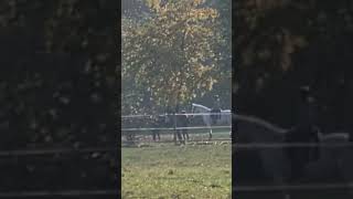 Reiten im Herbst Horse riding in autumn [upl. by Megargee]