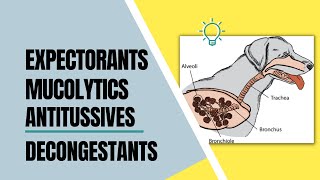 VET PHARMA 2  Expectorants Decongestants amp Antitussives  Module 18 19 Student Output [upl. by Aniuqal118]