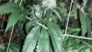 How to kill powdery mildew [upl. by Nallek523]