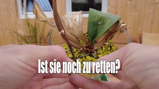 ORCHIDEE in Gefahr Was können wir tun [upl. by Aihsema302]