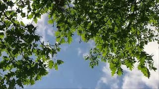 18 Minutes of Wind Blowing through Trees [upl. by Alinoel]