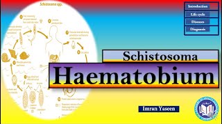 Schistosoma haematobium a trematode blood fluke causes Hematuria  Parasitology  by Imran Yaseen [upl. by Won441]