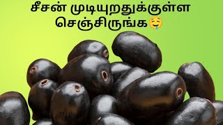 நாவல் பழம் இருக்கா அப்போ இந்த புதுவித Snack செஞ்சு அசத்துங்க [upl. by Goode]